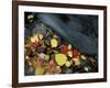 Stream in Fall, Maine, USA-Jerry & Marcy Monkman-Framed Photographic Print