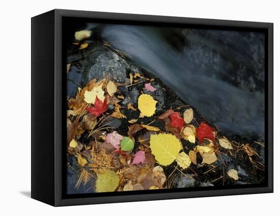 Stream in Fall, Maine, USA-Jerry & Marcy Monkman-Framed Stretched Canvas