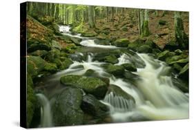 Stream in Forest with Moss Covered Rocks in Primeval-null-Stretched Canvas