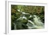 Stream in Forest with Moss Covered Rocks in Primeval-null-Framed Photographic Print