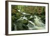 Stream in Forest with Moss Covered Rocks in Primeval-null-Framed Photographic Print