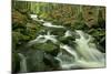 Stream in Forest with Moss Covered Rocks in Primeval-null-Mounted Photographic Print