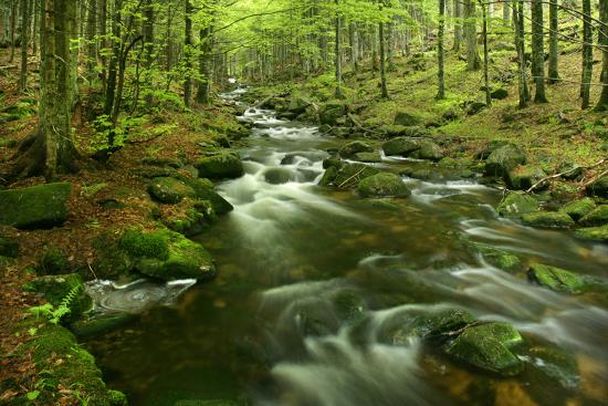 Premium Photographic Print, , large