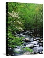 Stream in Lush Forest-Ron Watts-Stretched Canvas