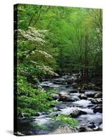 Stream in Lush Forest-Ron Watts-Stretched Canvas