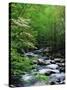 Stream in Lush Forest-Ron Watts-Stretched Canvas