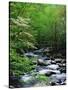 Stream in Lush Forest-Ron Watts-Stretched Canvas