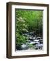 Stream in Lush Forest-Ron Watts-Framed Premium Photographic Print