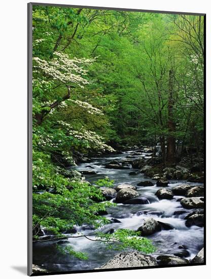 Stream in Lush Forest-Ron Watts-Mounted Premium Photographic Print