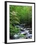 Stream in Lush Forest-Ron Watts-Framed Premium Photographic Print