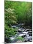 Stream in Lush Forest-Ron Watts-Mounted Premium Photographic Print