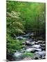 Stream in Lush Forest-Ron Watts-Mounted Photographic Print