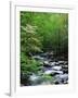 Stream in Lush Forest-Ron Watts-Framed Photographic Print