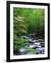 Stream in Lush Forest-Ron Watts-Framed Photographic Print