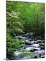 Stream in Lush Forest-Ron Watts-Mounted Photographic Print