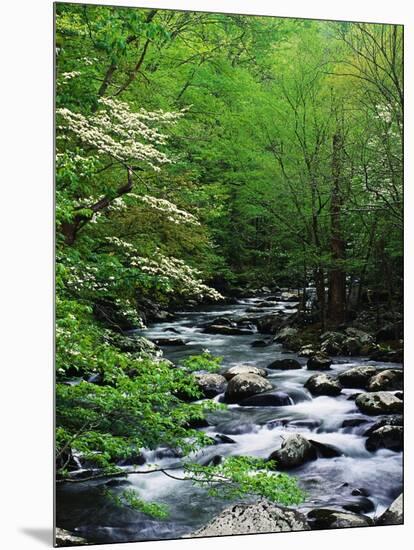 Stream in Lush Forest-Ron Watts-Mounted Photographic Print