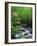 Stream in Lush Forest-Ron Watts-Framed Photographic Print