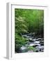 Stream in Lush Forest-Ron Watts-Framed Photographic Print