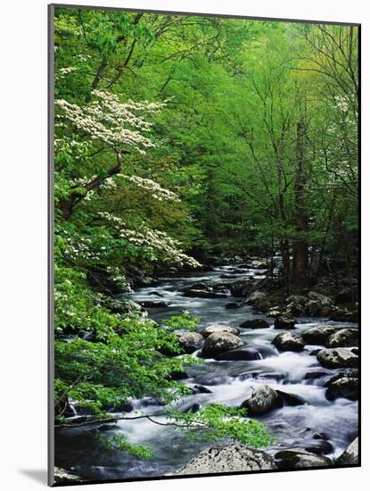 Stream in Lush Forest-Ron Watts-Mounted Photographic Print