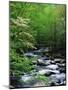 Stream in Lush Forest-Ron Watts-Mounted Photographic Print