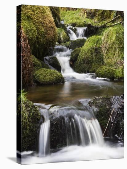 Stream in Oak Wood, Ariundle Woods National Nature Reserve, Strontian, Argyll, Scotland, UK-Toon Ann & Steve-Stretched Canvas