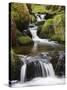 Stream in Oak Wood, Ariundle Woods National Nature Reserve, Strontian, Argyll, Scotland, UK-Toon Ann & Steve-Stretched Canvas