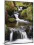 Stream in Oak Wood, Ariundle Woods National Nature Reserve, Strontian, Argyll, Scotland, UK-Toon Ann & Steve-Mounted Photographic Print