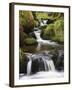 Stream in Oak Wood, Ariundle Woods National Nature Reserve, Strontian, Argyll, Scotland, UK-Toon Ann & Steve-Framed Photographic Print