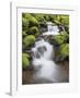 Stream in Olympic National Forest I-Don Paulson-Framed Giclee Print