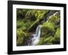 Stream in Olympic National Forest-Don Paulson-Framed Giclee Print