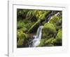 Stream in Olympic National Forest-Don Paulson-Framed Giclee Print