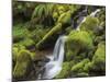 Stream in Olympic National Forest-Don Paulson-Mounted Giclee Print