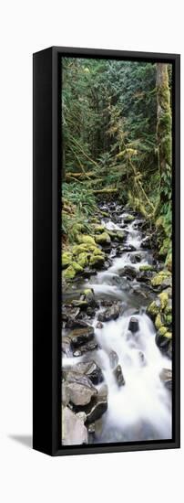 Stream in Rainforest, Olympic National Park, Washington State, USA-Paul Souders-Framed Stretched Canvas