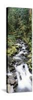 Stream in Rainforest, Olympic National Park, Washington State, USA-Paul Souders-Stretched Canvas