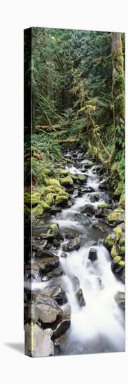 Stream in Rainforest, Olympic National Park, Washington State, USA-Paul Souders-Stretched Canvas