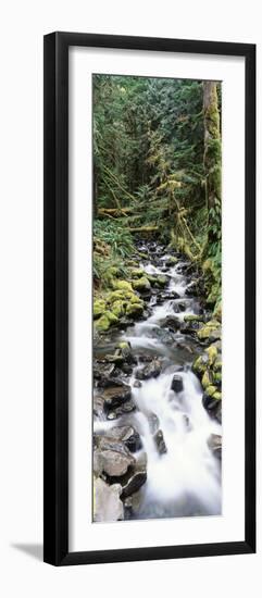 Stream in Rainforest, Olympic National Park, Washington State, USA-Paul Souders-Framed Premium Photographic Print