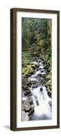 Stream in Rainforest, Olympic National Park, Washington State, USA-Paul Souders-Framed Photographic Print