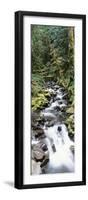 Stream in Rainforest, Olympic National Park, Washington State, USA-Paul Souders-Framed Photographic Print