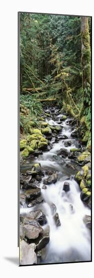 Stream in Rainforest, Olympic National Park, Washington State, USA-Paul Souders-Mounted Photographic Print