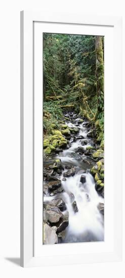 Stream in Rainforest, Olympic National Park, Washington State, USA-Paul Souders-Framed Photographic Print