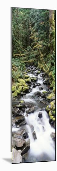 Stream in Rainforest, Olympic National Park, Washington State, USA-Paul Souders-Mounted Photographic Print