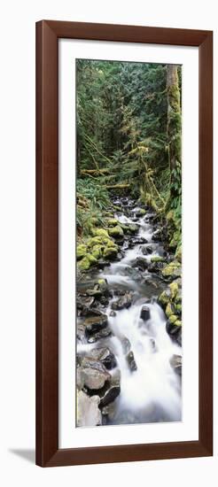 Stream in Rainforest, Olympic National Park, Washington State, USA-Paul Souders-Framed Photographic Print