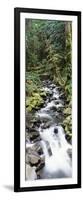 Stream in Rainforest, Olympic National Park, Washington State, USA-Paul Souders-Framed Photographic Print