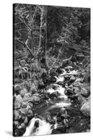 Stream in Rainforest, Olympic National Park, Washington State, USA-Paul Souders-Stretched Canvas