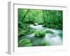 Stream in the Forest-null-Framed Premium Photographic Print