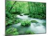 Stream in the Forest-null-Mounted Premium Photographic Print