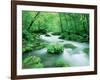 Stream in the Forest-null-Framed Photographic Print