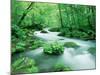 Stream in the Forest-null-Mounted Photographic Print