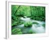 Stream in the Forest-null-Framed Photographic Print