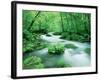 Stream in the Forest-null-Framed Photographic Print